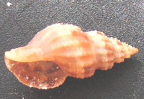 Raphitoma